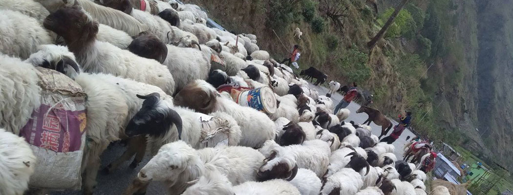 गर्मी सुरु भएसँगै बाजुराका भेडापालक धमाधम फर्काइँदै भेडीगोठतिर